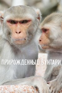 Прирожденные бунтари 2018
