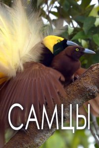 Самцы 2019
